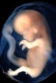 Microbiome seeding begins in the womb