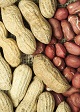 Allergic to peanuts? Avoidance is safest: new study